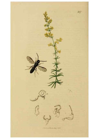 Reproducción/Reproduction 8044265697: British entomology;. London,Printed for the author,1823-40.