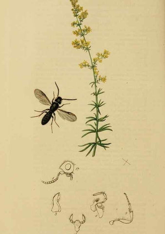 Reproducción/Reproduction 8044265697: British entomology;. London,Printed for the author,1823-40.