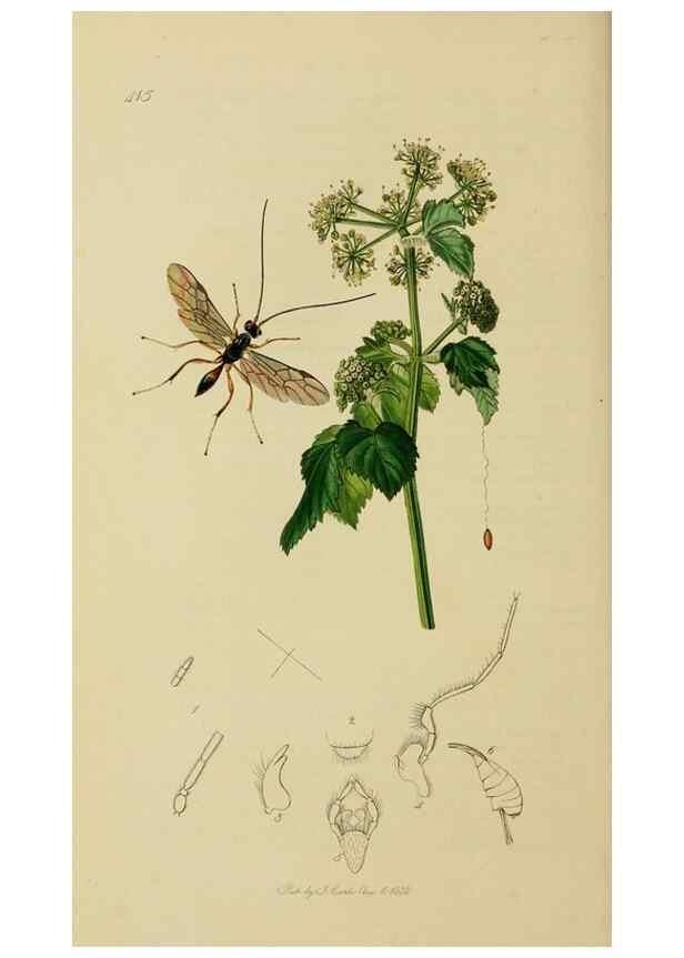 Reproducción/Reproduction 8044256057: British entomology;. London,Printed for the author,1823-40.