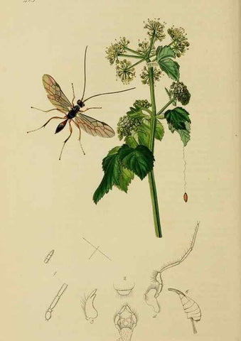Reproducción/Reproduction 8044256057: British entomology;. London,Printed for the author,1823-40.