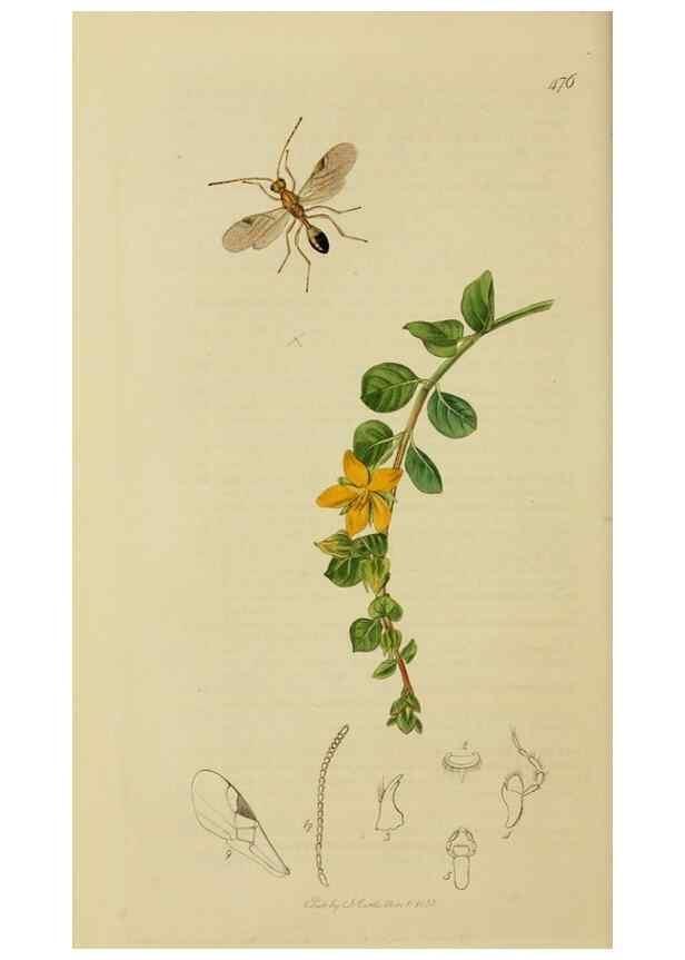 Reproducción/Reproduction 8044255053: British entomology;. London,Printed for the author,1823-40.