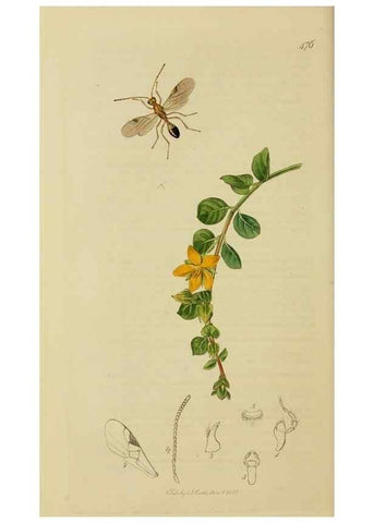 Reproducción/Reproduction 8044255053: British entomology;. London,Printed for the author,1823-40.