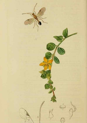 Reproducción/Reproduction 8044255053: British entomology;. London,Printed for the author,1823-40.