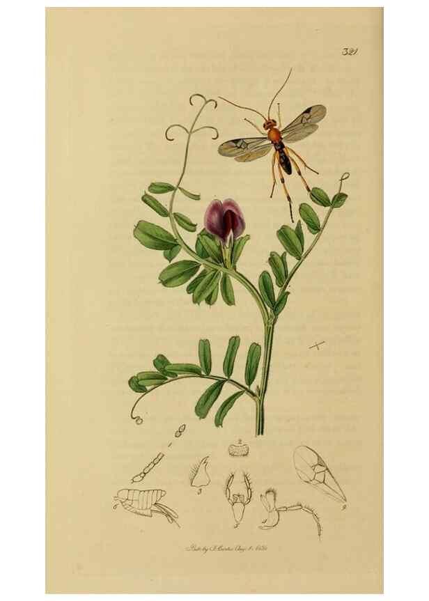 Reproducción/Reproduction 8044265236: British entomology;. London,Printed for the author,1823-40.