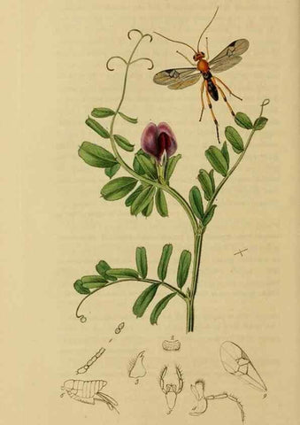 Reproducción/Reproduction 8044265236: British entomology;. London,Printed for the author,1823-40.