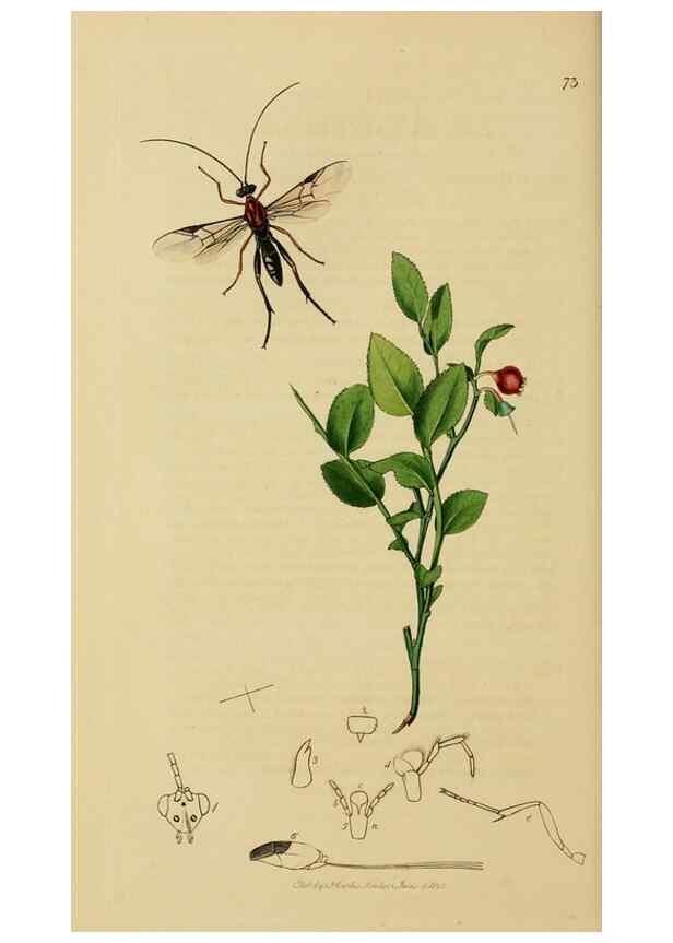 Reproducción/Reproduction 8044253733: British entomology;. London,Printed for the author,1823-40.