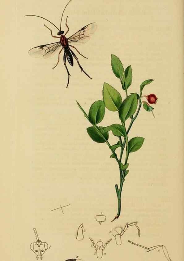 Reproducción/Reproduction 8044253733: British entomology;. London,Printed for the author,1823-40.