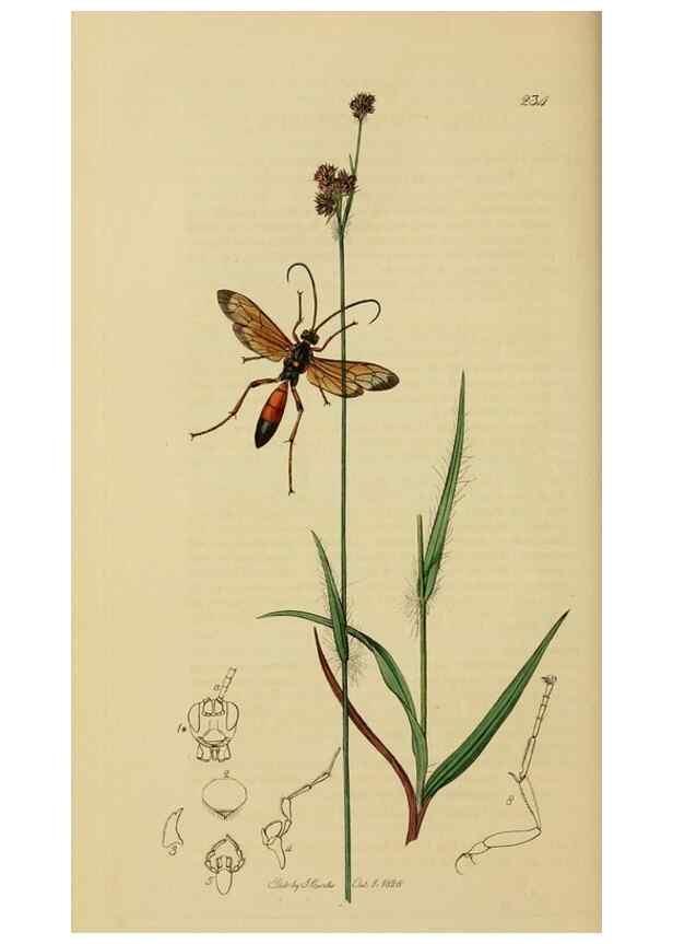 Reproducción/Reproduction 8044252748: British entomology;. London,Printed for the author,1823-40.
