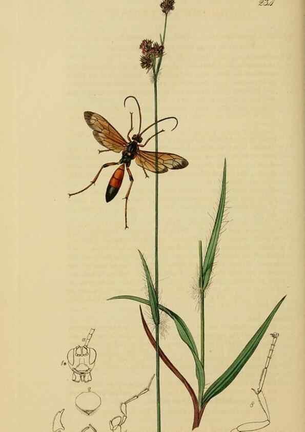 Reproducción/Reproduction 8044252748: British entomology;. London,Printed for the author,1823-40.