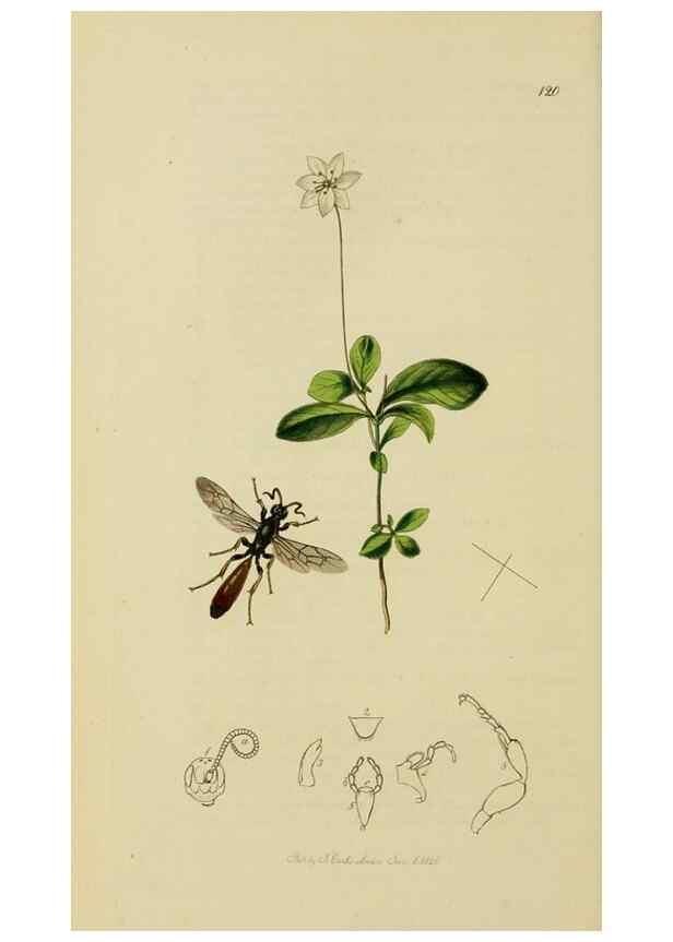 Reproducción/Reproduction 8044242737: British entomology;. London,Printed for the author,1823-40.