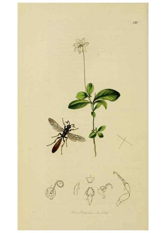 Reproducción/Reproduction 8044242737: British entomology;. London,Printed for the author,1823-40.