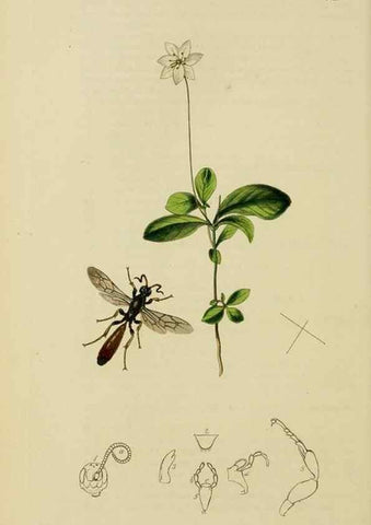 Reproducción/Reproduction 8044242737: British entomology;. London,Printed for the author,1823-40.