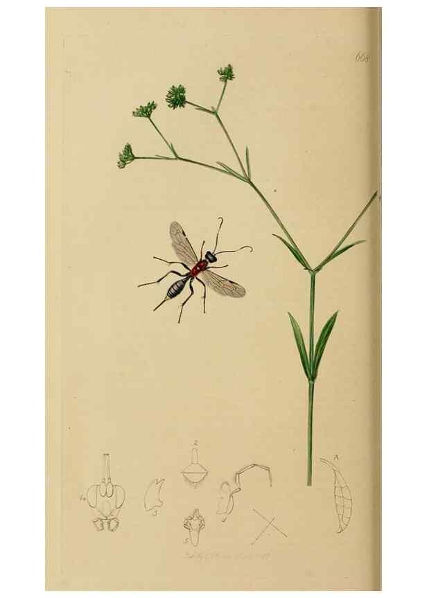 Reproducción/Reproduction 8044243387: British entomology;. London,Printed for the author,1823-40.