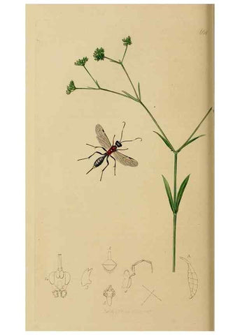 Reproducción/Reproduction 8044243387: British entomology;. London,Printed for the author,1823-40.
