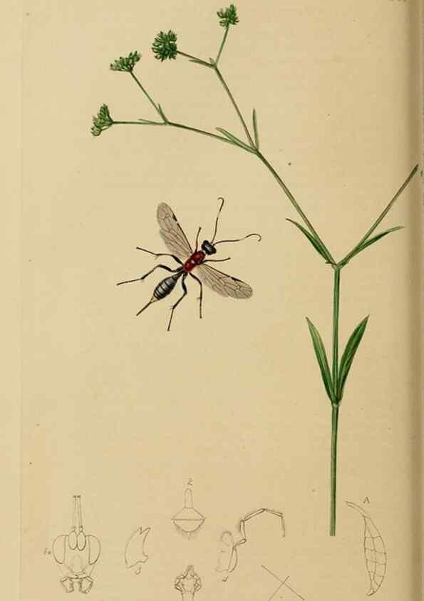 Reproducción/Reproduction 8044243387: British entomology;. London,Printed for the author,1823-40.