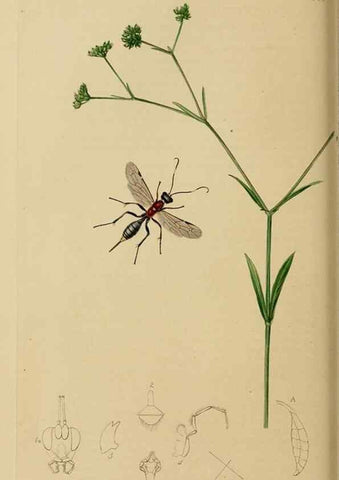 Reproducción/Reproduction 8044243387: British entomology;. London,Printed for the author,1823-40.