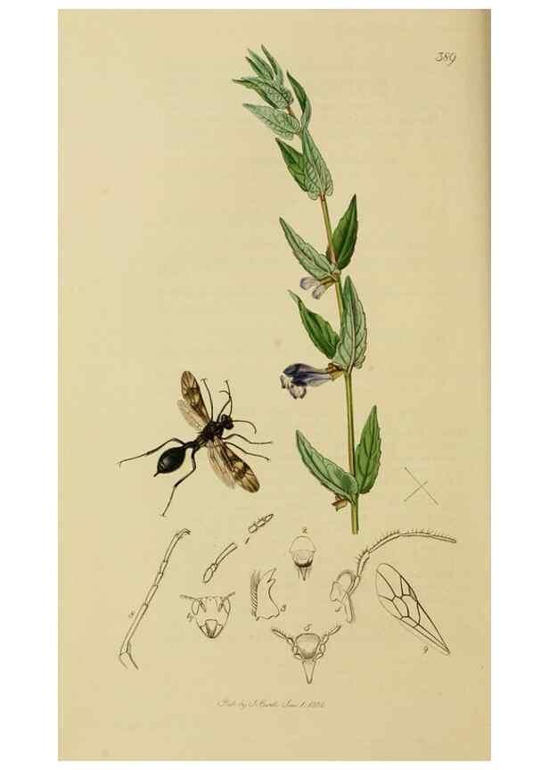 Reproducción/Reproduction 8044254590: British entomology;. London,Printed for the author,1823-40.