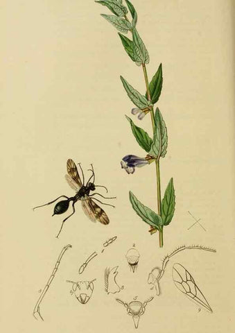 Reproducción/Reproduction 8044254590: British entomology;. London,Printed for the author,1823-40.