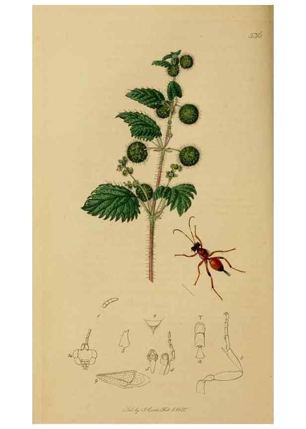 Reproducción/Reproduction 8044244903: British entomology;. London,Printed for the author,1823-40.
