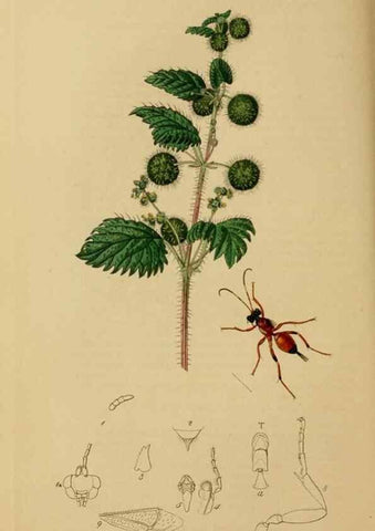 Reproducción/Reproduction 8044244903: British entomology;. London,Printed for the author,1823-40.
