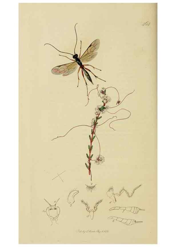 Reproducción/Reproduction 8044256254: British entomology;. London,Printed for the author,1823-40.