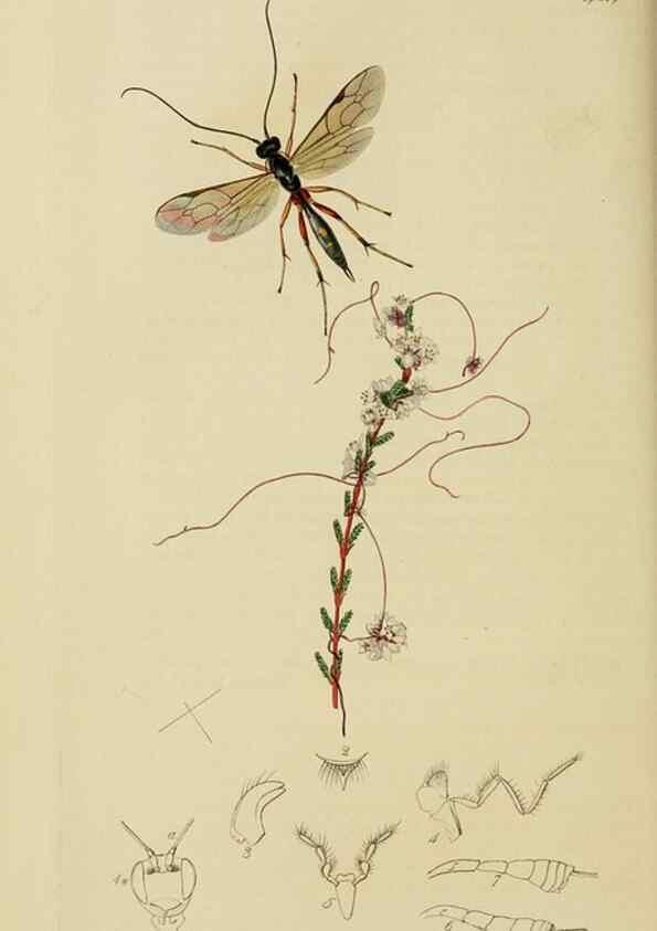Reproducción/Reproduction 8044256254: British entomology;. London,Printed for the author,1823-40.