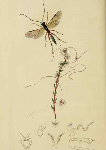 Reproducción/Reproduction 8044256254: British entomology;. London,Printed for the author,1823-40.