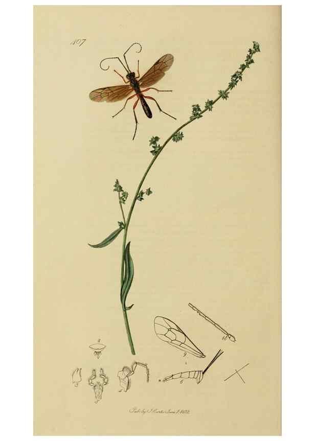 Reproducción/Reproduction 8044257120: British entomology;. London,Printed for the author,1823-40.