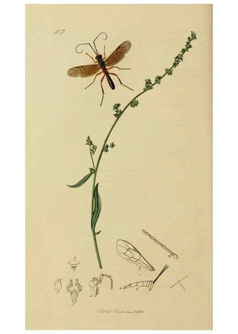 Reproducción/Reproduction 8044257120: British entomology;. London,Printed for the author,1823-40.