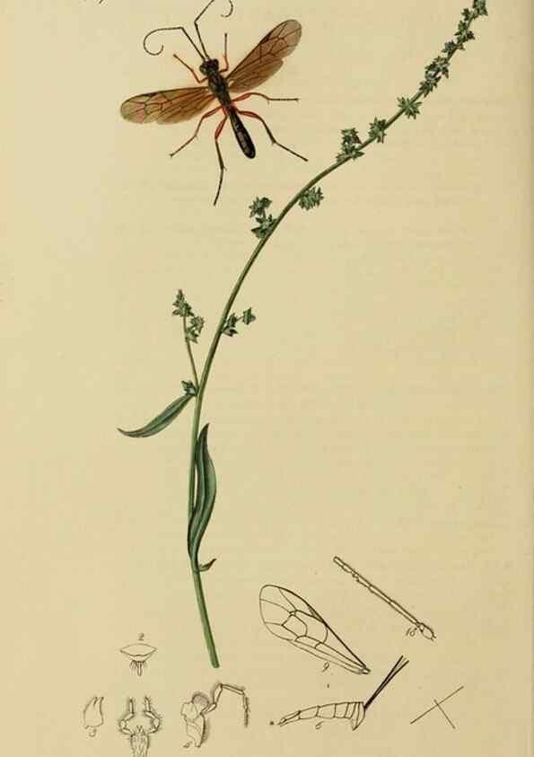 Reproducción/Reproduction 8044257120: British entomology;. London,Printed for the author,1823-40.