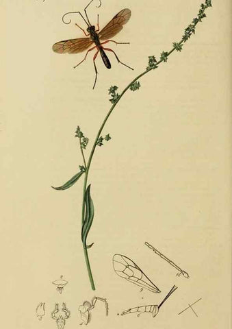 Reproducción/Reproduction 8044257120: British entomology;. London,Printed for the author,1823-40.
