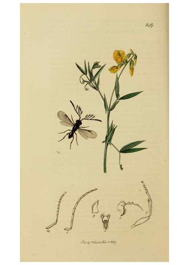 Reproducción/Reproduction 8044277030: British entomology;. London,Printed for the author,1823-40.