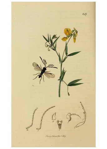 Reproducción/Reproduction 8044277030: British entomology;. London,Printed for the author,1823-40.