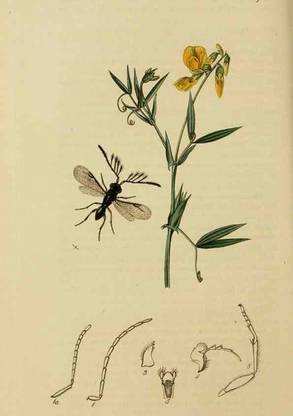 Reproducción/Reproduction 8044277030: British entomology;. London,Printed for the author,1823-40.
