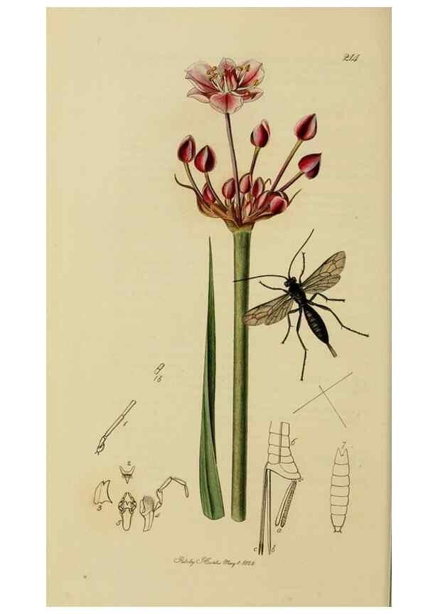 Reproducción/Reproduction 8044246935: British entomology;. London,Printed for the author,1823-40.