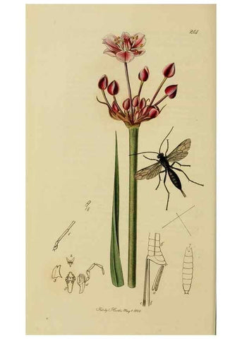 Reproducción/Reproduction 8044246935: British entomology;. London,Printed for the author,1823-40.
