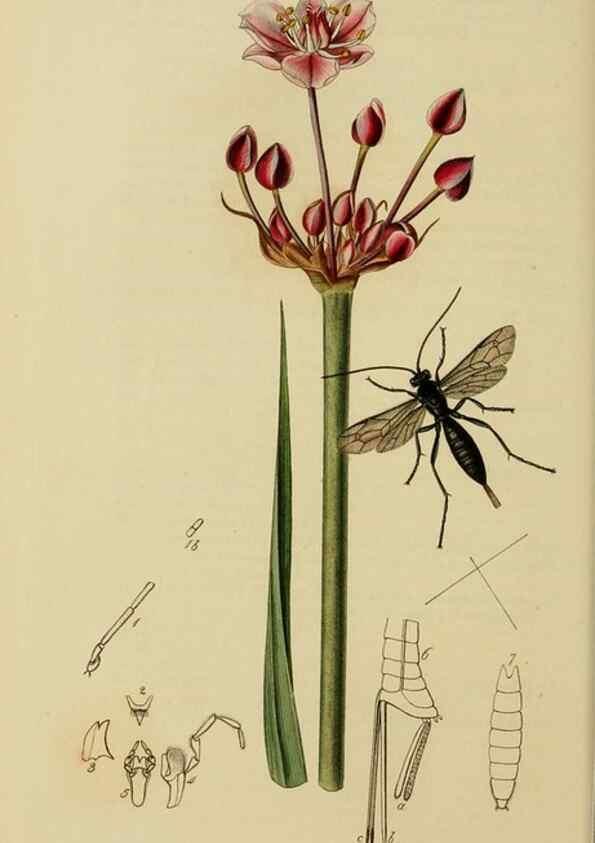 Reproducción/Reproduction 8044246935: British entomology;. London,Printed for the author,1823-40.