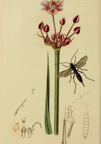 Reproducción/Reproduction 8044246935: British entomology;. London,Printed for the author,1823-40.