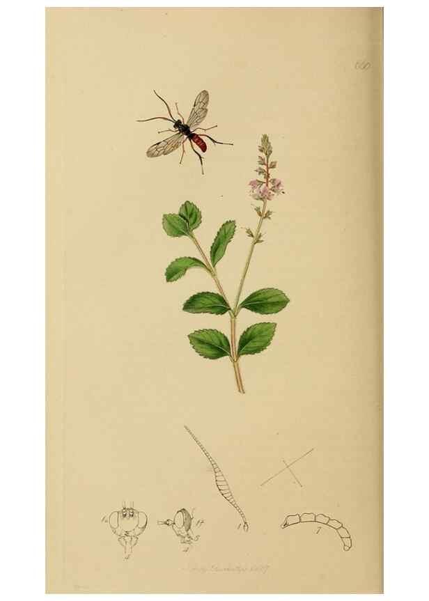 Reproducción/Reproduction 8044259526: British entomology;. London,Printed for the author,1823-40.