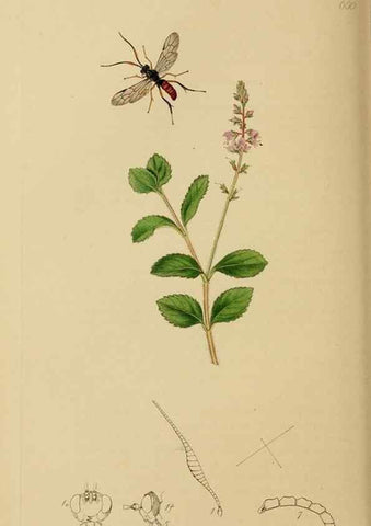 Reproducción/Reproduction 8044259526: British entomology;. London,Printed for the author,1823-40.