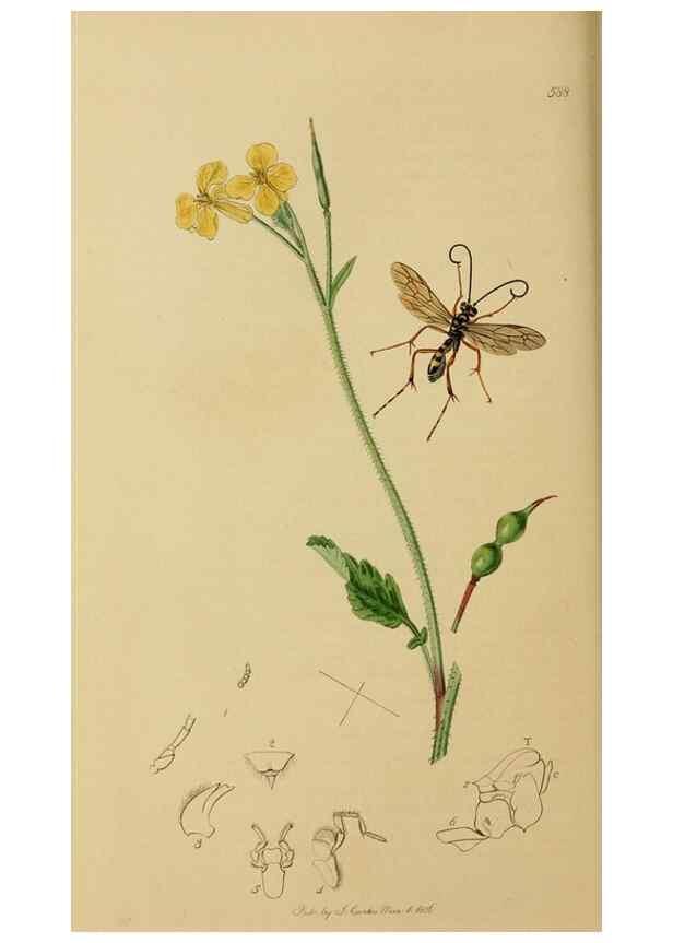 Reproducción/Reproduction 8044260172: British entomology;. London,Printed for the author,1823-40.
