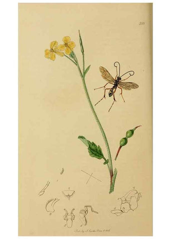 Reproducción/Reproduction 8044260172: British entomology;. London,Printed for the author,1823-40.