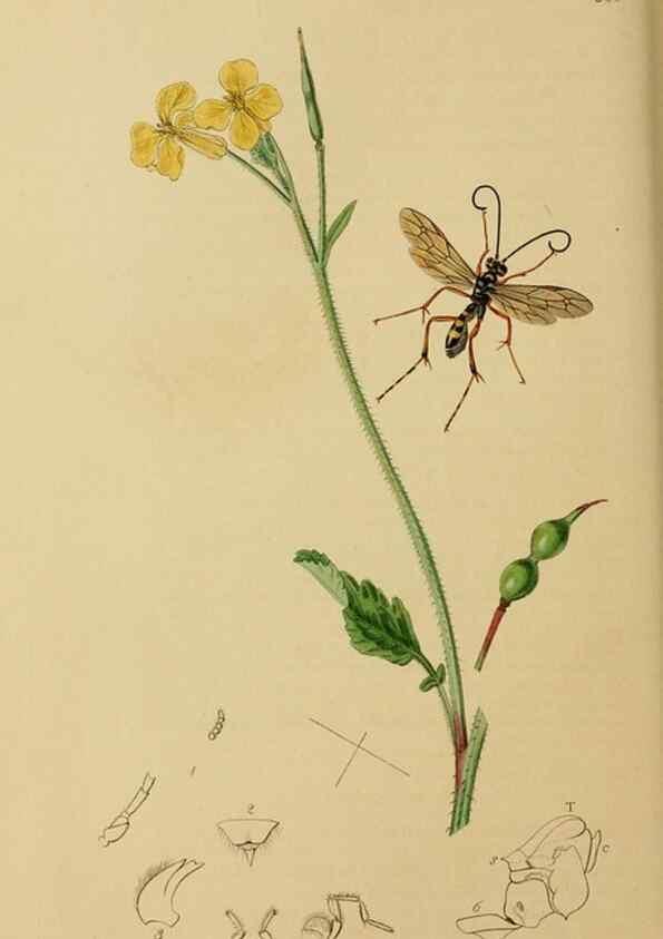 Reproducción/Reproduction 8044260172: British entomology;. London,Printed for the author,1823-40.