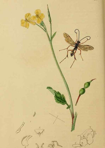 Reproducción/Reproduction 8044260172: British entomology;. London,Printed for the author,1823-40.
