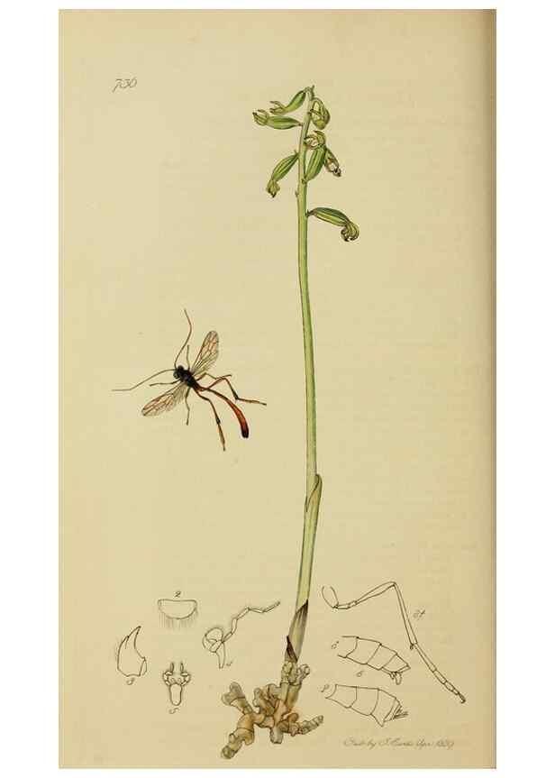 Reproducción/Reproduction 8044260872: British entomology;. London,Printed for the author,1823-40.