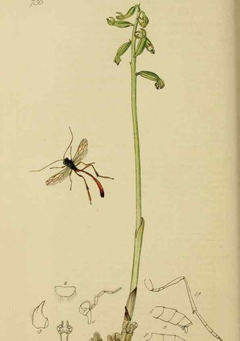Reproducción/Reproduction 8044260872: British entomology;. London,Printed for the author,1823-40.