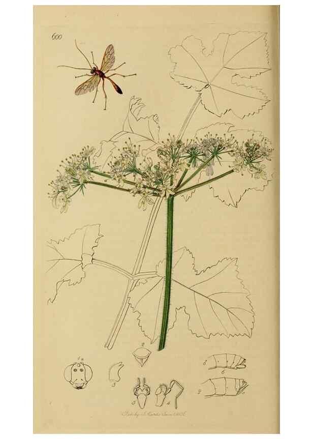 Reproducción/Reproduction 8044250647: British entomology;. London,Printed for the author,1823-40.