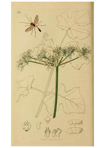 Reproducción/Reproduction 8044250647: British entomology;. London,Printed for the author,1823-40.