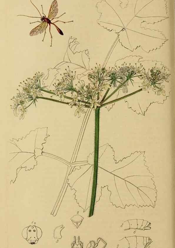 Reproducción/Reproduction 8044250647: British entomology;. London,Printed for the author,1823-40.