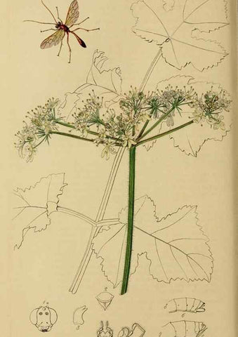 Reproducción/Reproduction 8044250647: British entomology;. London,Printed for the author,1823-40.